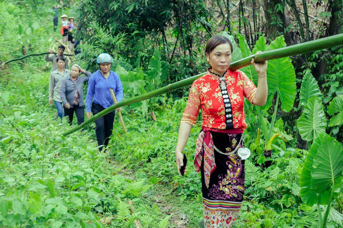 Nong Thi Huong leads the way as her community harvests lung bamboo.