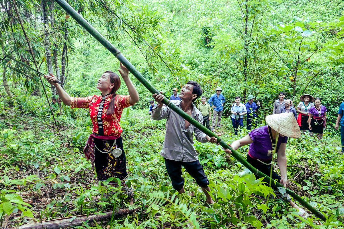 Ethnic Thai community harvests lung bamboo, Nghe An Province.