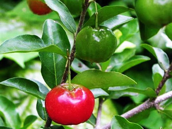 Cây sơ ri – Cây ăn quả độc đáo có nhiều chất dinh dưỡng cao