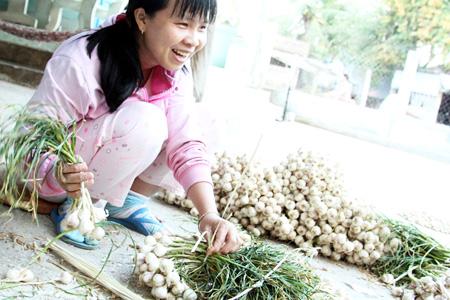 Mùa thu hoạch tỏi của nông dân phường Mỹ Bình, Tp. Phan Rang - Tháp Chàm.