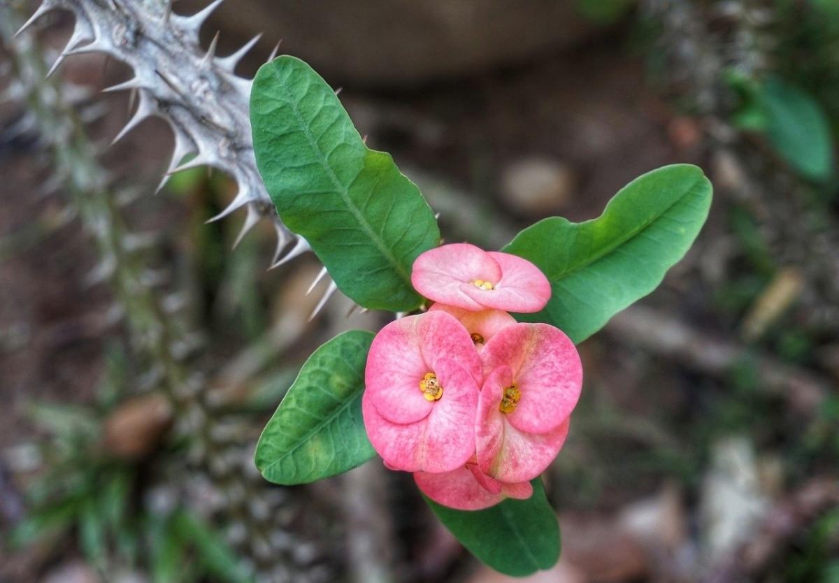 Euphorbia milii là một loại cây mọng nước