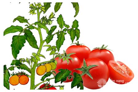 Cây cà chua, đặc điểm sinh thái cây cà chua, tomato