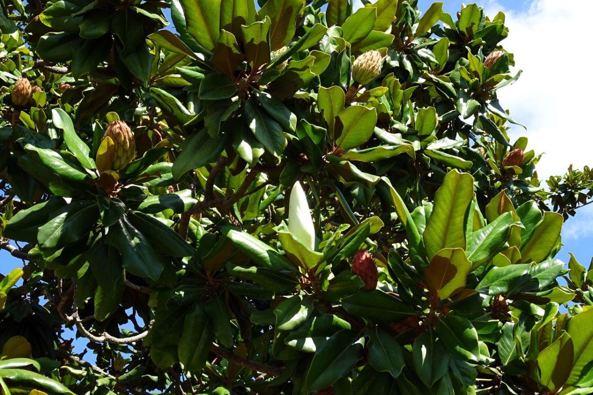 Magnolia grandiflora là loài cây nở hoa vào mùa xuân