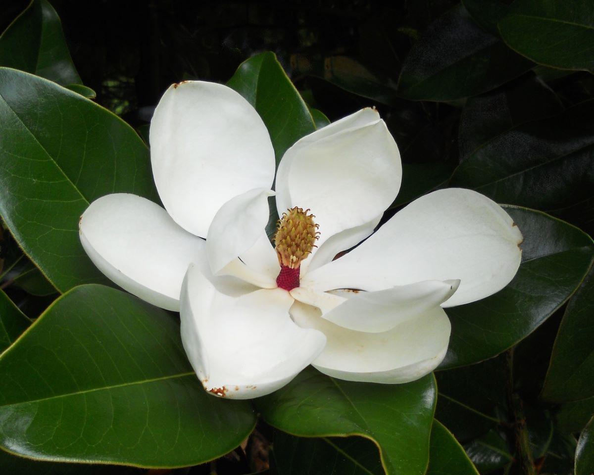 Hoa của Magnolia grandiflora lớn và trắng