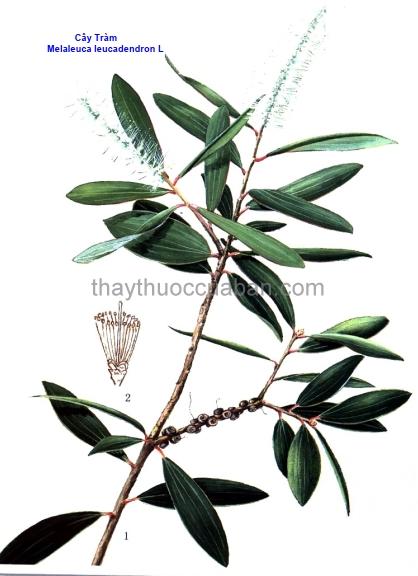 Hình ảnh Cây Tràm lá dài - Melaleuca Leucadendra
