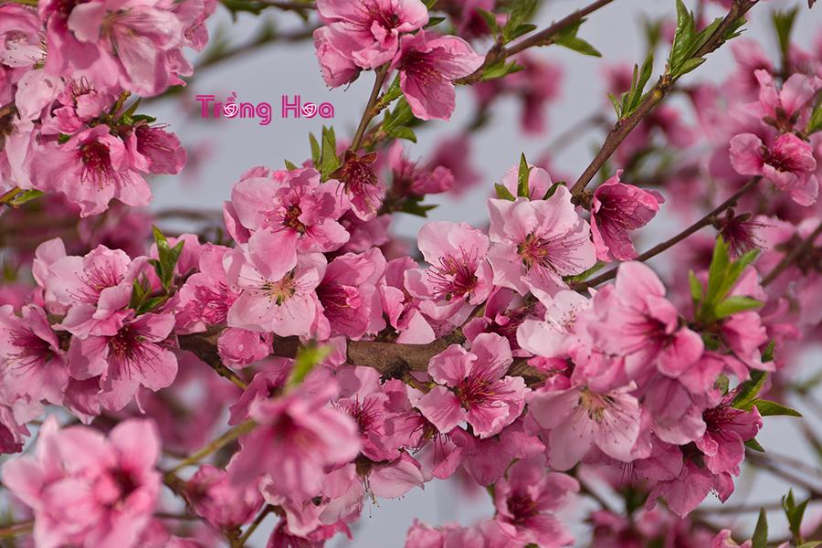 Tìm hiểu tất cả về hoa đào Prunus persica